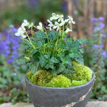 山苔 Leucobryum Bowringii Mitt 粗葉白髪苔 あらはしらがごけ 山苔 やまごけ マンジュウゴケ 饅頭苔 シラガゴケ 白髪 苔 アラハオキナゴケ 粗葉翁苔 の投稿画像一覧 Greensnap グリーンスナップ