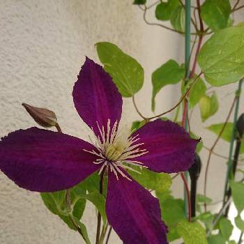 クレマチス ビチセラ系の投稿画像一覧 Greensnap グリーンスナップ