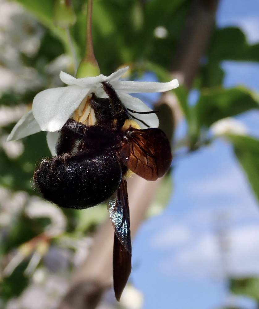 エゴノキの投稿画像 By ねこたんぽさん クマバチさんと雑木と自然とolympus Tg5と虫シリーズと季語とおうち園芸とマクロ撮影と おうち園芸 フォトコンテストと庭木とみどりのまとめと季節感と花のある暮らし 月5月13日 Greensnap グリーンスナップ