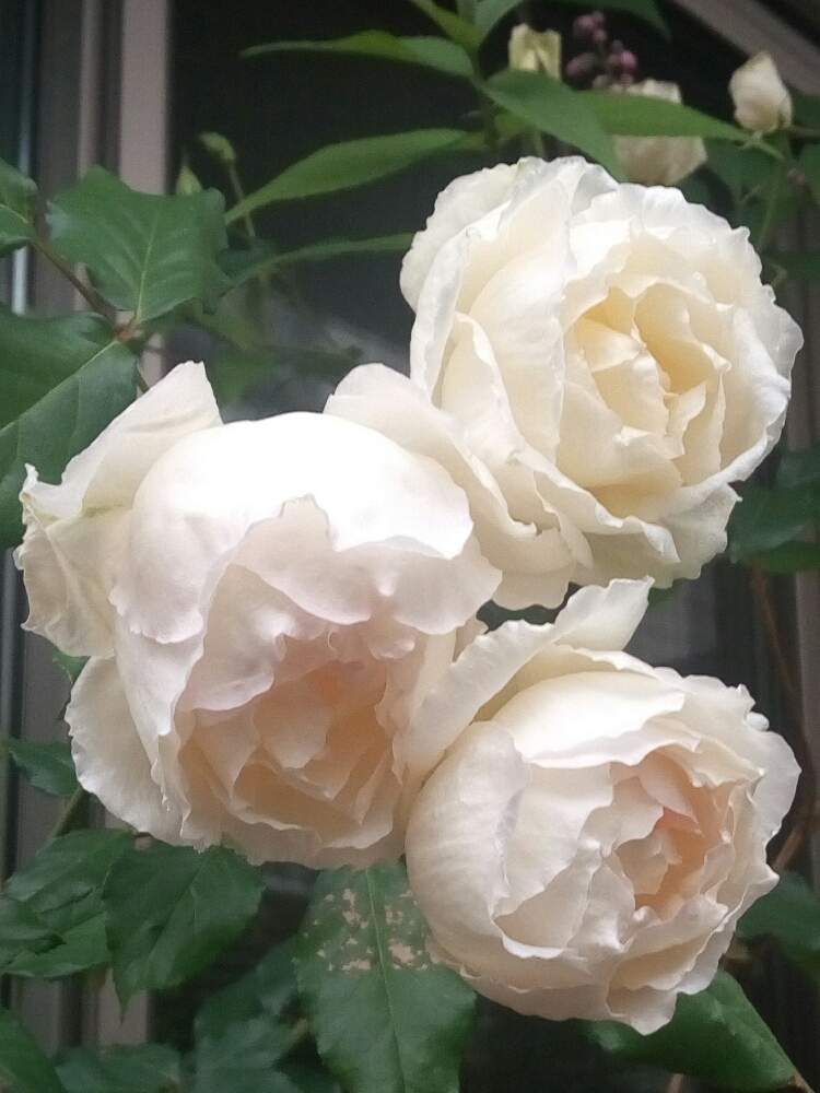 ティーローズ系の投稿画像 By ヨチさん マダム ジョセフ シュヴァルツとオールドローズ系と深いカップ咲きとティーローズと白色と鉢植えと白色 時にピンクのぼかしと多花と雨でボーリングと ひとてま込めて とロザリアンとバラ大好きとニュアンスカラーと白バラと