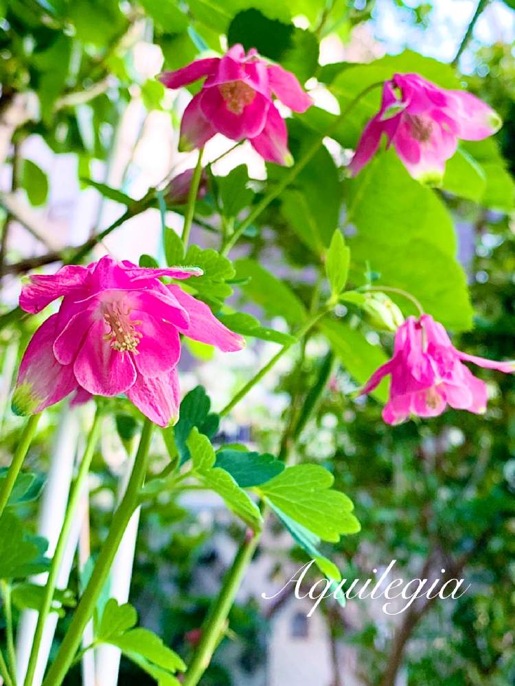 オダマキの投稿画像 By つきよみさん 庭の花とピンクと 初pickとガーデニングと花のある暮らしとお花のある生活とかわいいな とこぼれダネとマイ ガーデン と地植え 月5月13日 Greensnap グリーンスナップ