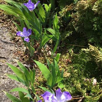 イリス・クリスタータの画像 by んももさん | 三寸アヤメとチャボアヤメとイリス・クリスタータとイリス クリスタータと春真っ盛りと薄紫色の花と紫色の花と青紫の花とどんどん増える