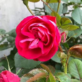 バラ　チェリーボニカの画像 by やあさん | アプローチとバラ　チェリーボニカとおうち園芸と『おうち園芸』フォトコンテストと鉢植えと花のある暮らしとバラを楽しむ