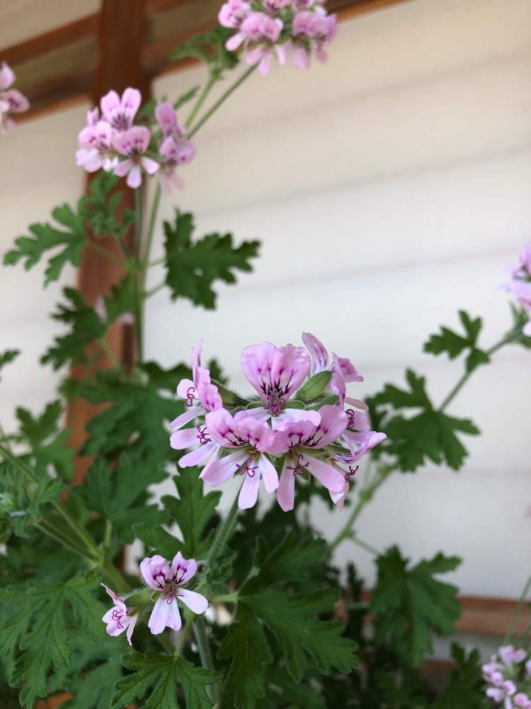 蚊連草 蚊嫌草 かとりそう の投稿画像 By きゃみ恵さん 月5月13日 Greensnap グリーンスナップ