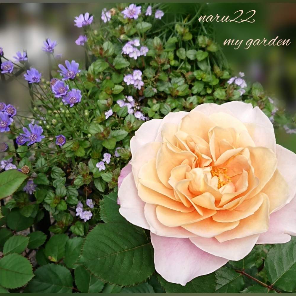 バラの投稿画像 By Naru22さん ベロニカ マダムマルシアとフェリシアとディスタント ドラムスと私の癒し と私の癒しのバラと花芽が出たよ と種まきと寄せ植えと可愛い蕾たちとはるが来た と花のある暮らしとばら 薔薇 バラとワクワク と庭の宿根草 月5月13日