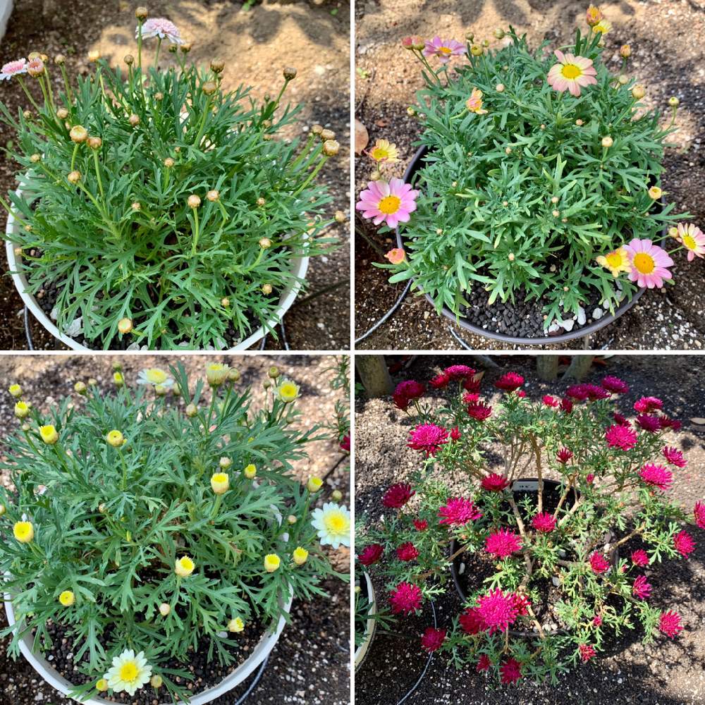 ボンザマーガレットの投稿画像 By 黄身さん サントリー フラワーズとおうち園芸と北陸地方と植中毒と相談とガーデニングフェスフォトコンとまだまだ初心者と花のある暮らしと石川県とボンザマーガレットの再生記録と花と生きるサントリーとサンフラマニアとサンフラビト