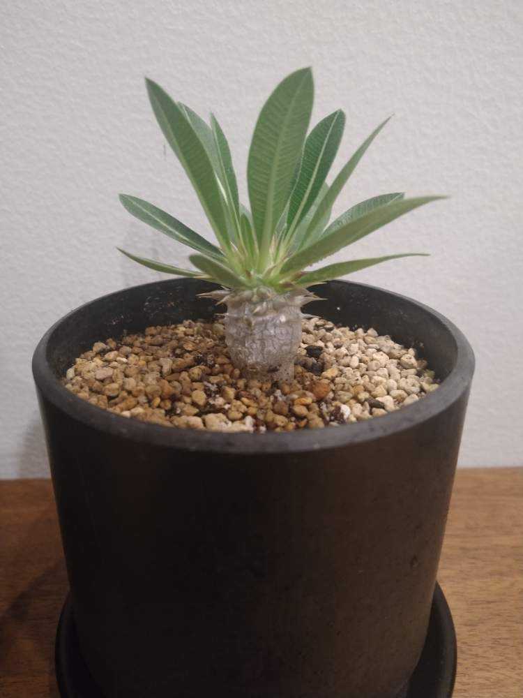 パキポディウム デンシカウレ 実生｜🍀GreenSnap（グリーンスナップ）