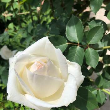 バラ大輪系の投稿画像一覧 Greensnap グリーンスナップ バラ大輪系の投稿画像一覧 Greensnap グリーンスナップ