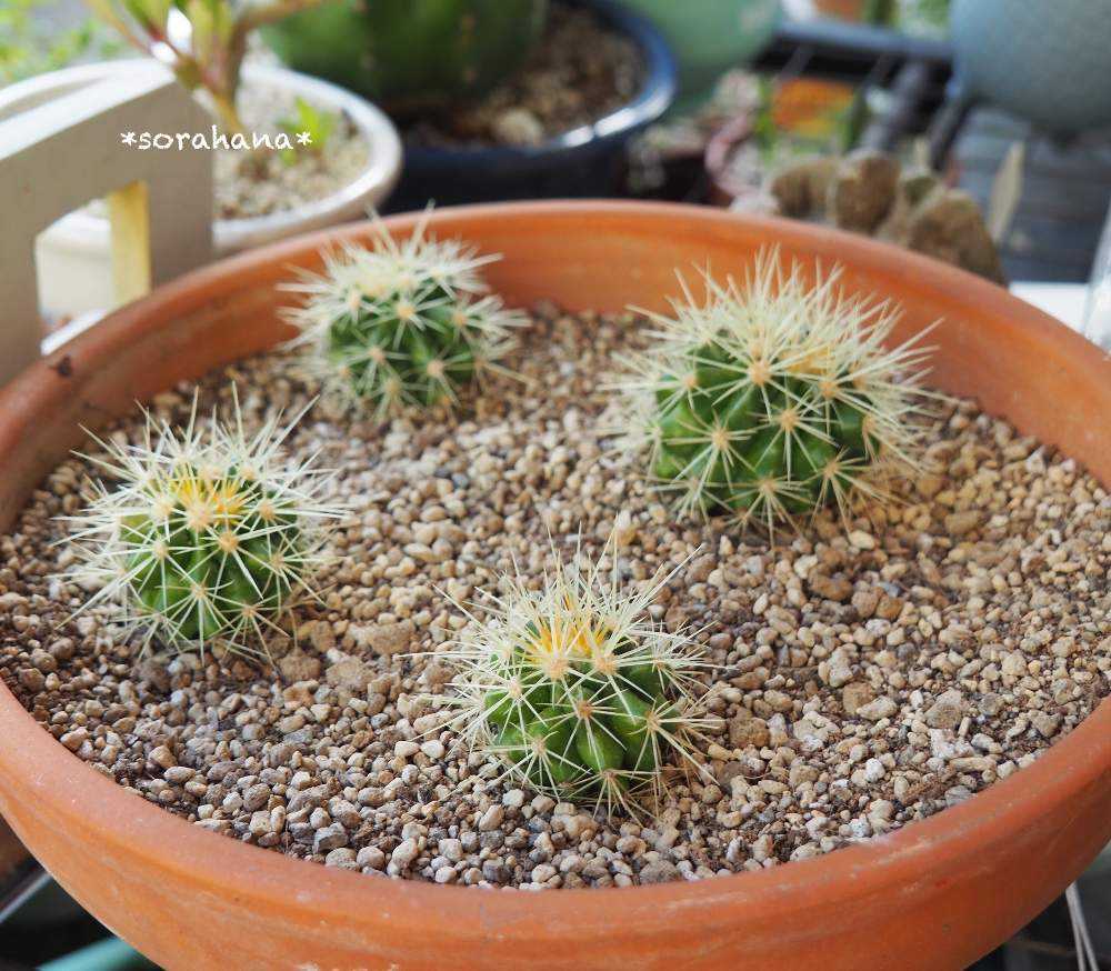 金鯱にお花咲かせ隊🌱｜🍀GreenSnap（グリーンスナップ）