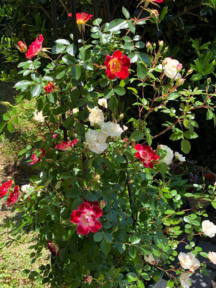 薔薇の投稿画像 By ドナさん ミニバラ グリーンアイスとミニバラ リトルアーチストとしぞーか勢とおうち園芸とがんばる と おうち園芸 フォトコンテストとバラと夢clubと赤い花と花のある暮らしと白い花とバラ ミニバラ 月5月13日 Greensnap グリーン