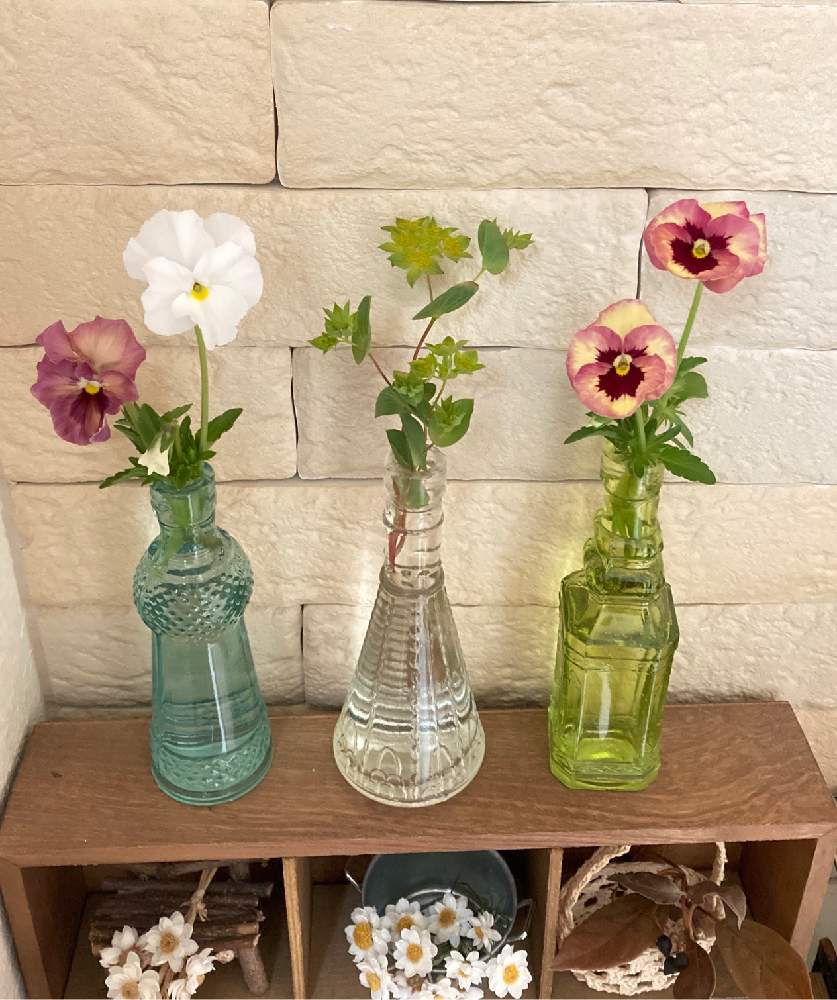 ブプレリウムの投稿画像 By Blumeさん パンジー 花 絵本と見元ビオラ ピーチフランとビオラ リンゴの詩とhtcとキュンキュン乙女倶楽部no 114とキュンキュン乙女倶楽部とかわいい と癒しと花のある生活とおうち園芸とhtc No 213と花のある暮らしとおうちで飾るお花