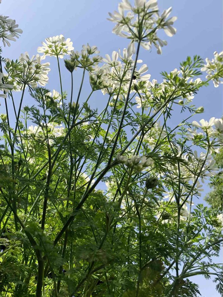 ピノ太郎さんの港の見える丘公園への投稿