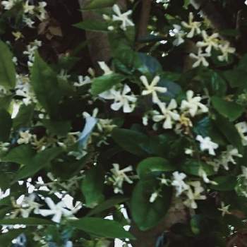 テイカカズラの育て方 植え付け時期は 毒を持っている Greensnap グリーンスナップ