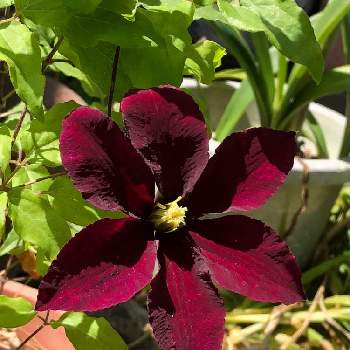 えんじ色の投稿画像一覧 Greensnap グリーンスナップ