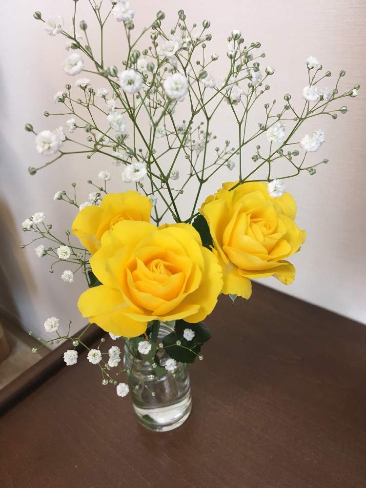 かすみ草の投稿画像 By Muneko02さん 黄色い薔薇と切り花と切り花 月5月13日 Greensnap グリーンスナップ Greensnap グリーンスナップ