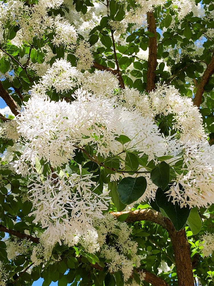 コレクション ヒトツバタゴ 花 言葉 復讐 花 言葉