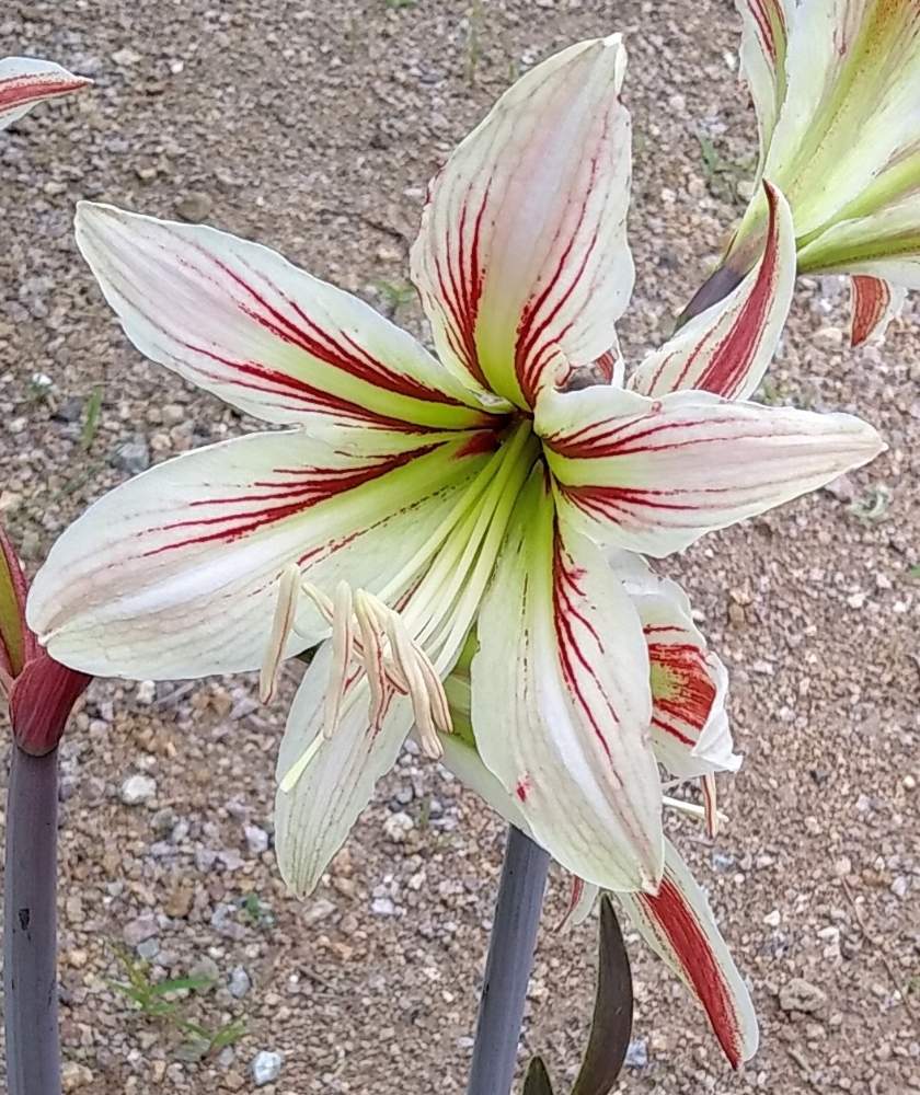 アマリリスの投稿画像 By Ryu Ryuさん 花のある暮らしとこんな時こそ花をとコロナおしりペンペン ὢ とアマリリス とおうち園芸 月5月13日 Greensnap グリーンスナップ