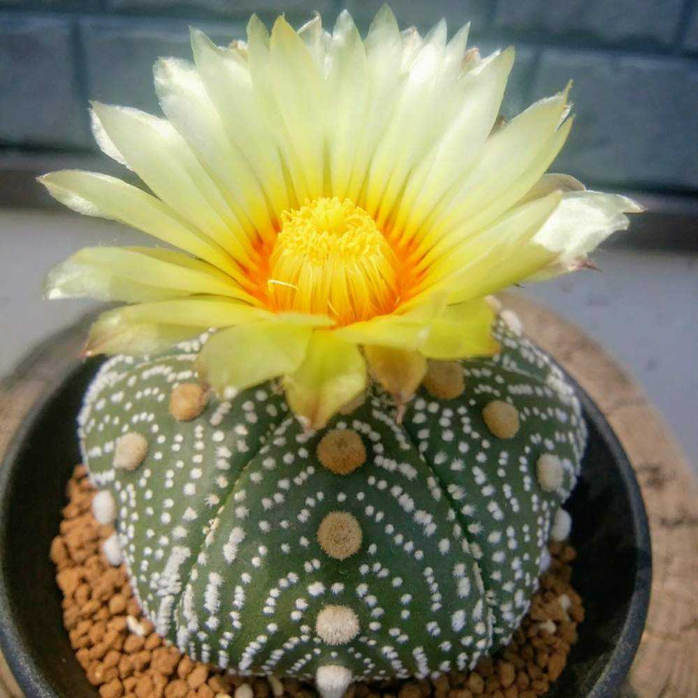 サボテンの投稿画像 By Cccrスキさん 兜丸とカイエス兜と多肉植物とサボテン科と無修正とサボテン と癒し と春の庭とおうち園芸と植中毒と多肉植物と サボテンとしあわせ とタニラーと花のある暮らしと兜丸 とアストロフィツム属と山川名人 月5月13日