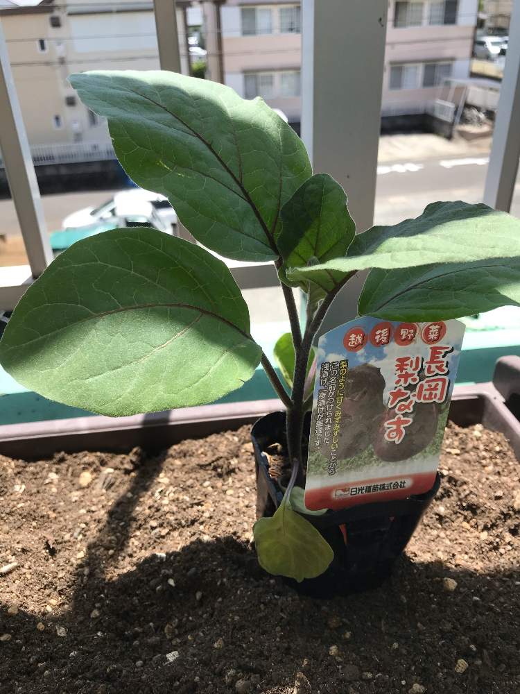 長岡梨ナス すずなりナス Greensnap グリーンスナップ