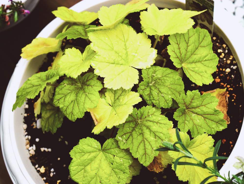 ヒューケラの投稿画像 By ピロさん ヒューケラ とマイガーデンとおうち園芸と小さな庭 とガーデ二ングとヒューケラ王国とヒューケラ図鑑 月5月13日 Greensnap グリーンスナップ