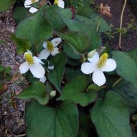 ドクダミの画像