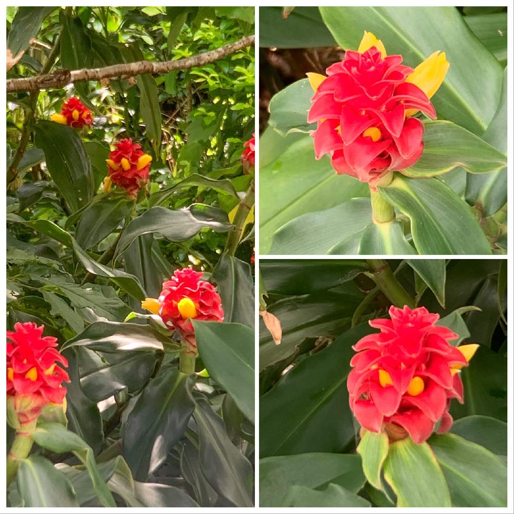 スパイラルジンジャーの投稿画像 By ピーモモさん 花のある暮らしとお出かけ先と花のある暮らし 月5月13日 Greensnap グリーンスナップ Greensnap グリーンスナップ