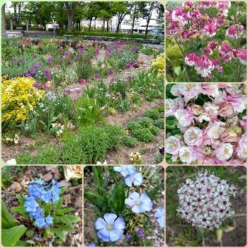 ５月の花壇の投稿画像一覧 Greensnap グリーンスナップ