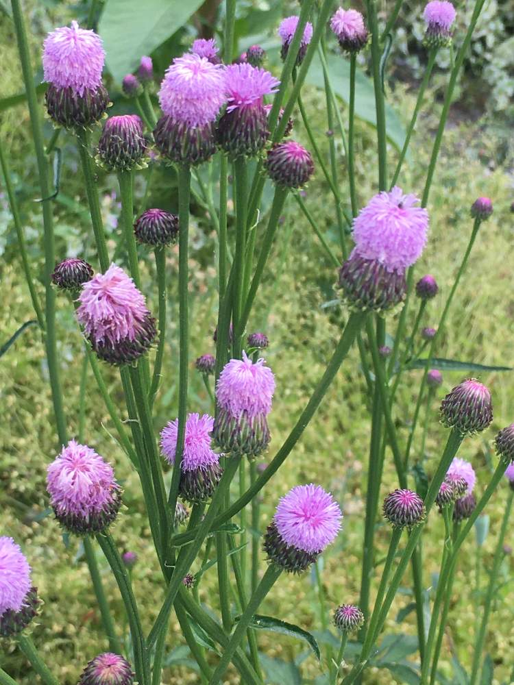 可愛い雑草の投稿画像 By Saimakoさん 雑草の花とキツネアザミ属と野草 雑草だって可愛い 月5月13日 Greensnap グリーンスナップ