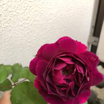 バラ＊フランシス・デュブリュイの画像 by メイさん | 車庫とバラ＊フランシス・デュブリュイとばら大好きとばら好きです♡と庭のばらと花のある暮らしとばら 薔薇 バラとばらの香りとばらに魅せられて
