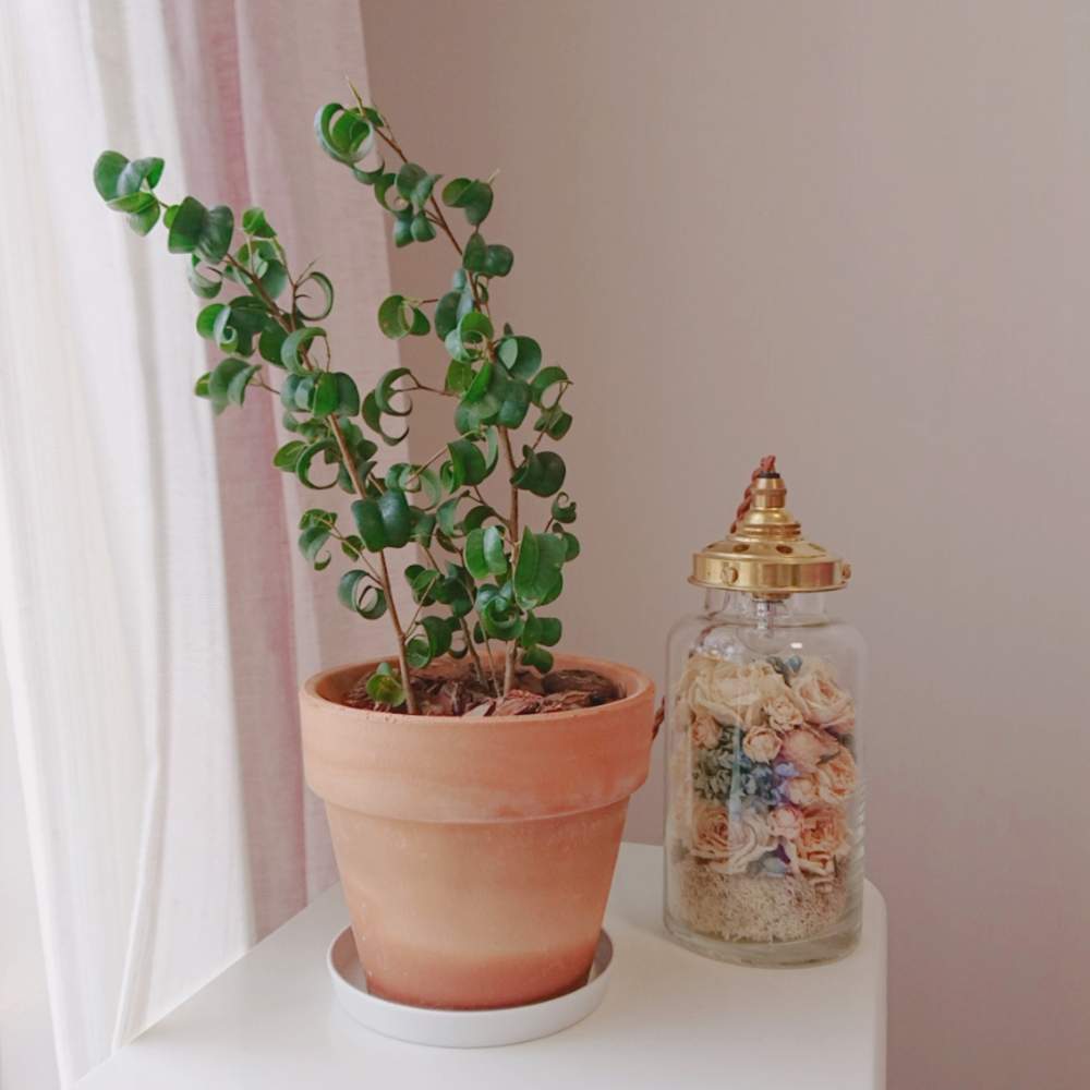 ベンジャミン バロックの投稿画像 By ふくろうねこさん ベンジャミンとフィカス ベンジャミン バロックとみどりのある暮らしと観葉植物とおうち園芸と おうち園芸 フォトコンテストと相談とインテリアグリーン 月5月13日 Greensnap グリーンスナップ