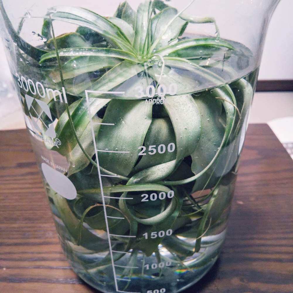 チランジア キセログラフィカの投稿画像 By りん さん 部屋とno Green No Lifeと植欲が止まらないと癒しとソーキングとスクスク成長中とおうち園芸と成長記録とエアープランツ チランジアとno Green No Lifeと植欲が止まらないと癒しとソーキングとスクスク成長中と