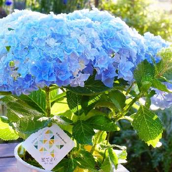 アジサイ 星てまりの投稿画像一覧 Greensnap グリーンスナップ