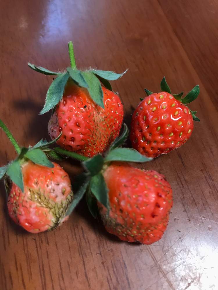 桃薫の投稿画像 By Ranさん いちご 桃薫といちごと家庭菜園とおうちde菜園とおうち園芸とベランダ菜園と家庭菜園奮闘日記 月5月13日 Greensnap グリーンスナップ