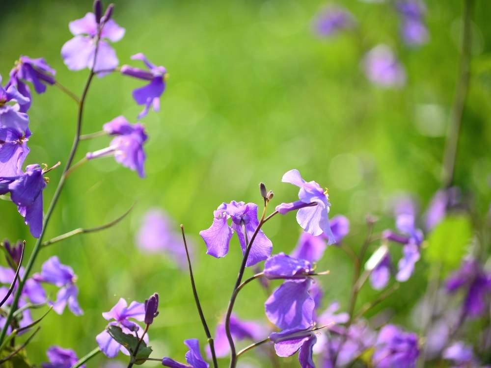 ムラサキハナナの投稿画像 By Fuuさん 紫の花と道端 月5月13日 Greensnap グリーンスナップ