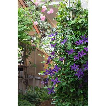 スパニッシュビューティ（バラ）の画像 by 我楽多さん | 小さな庭とクレマチスとバラとアフロディーテエレガフミナ（クレマチス）とスパニッシュビューティ（バラ）とOM-D E-M1ⅡとOLY 40-150mm F2.8 Proと五月の箱庭といつもの箱庭（アプローチ）と『バラとクレマチス』フォトコンと５月の花
