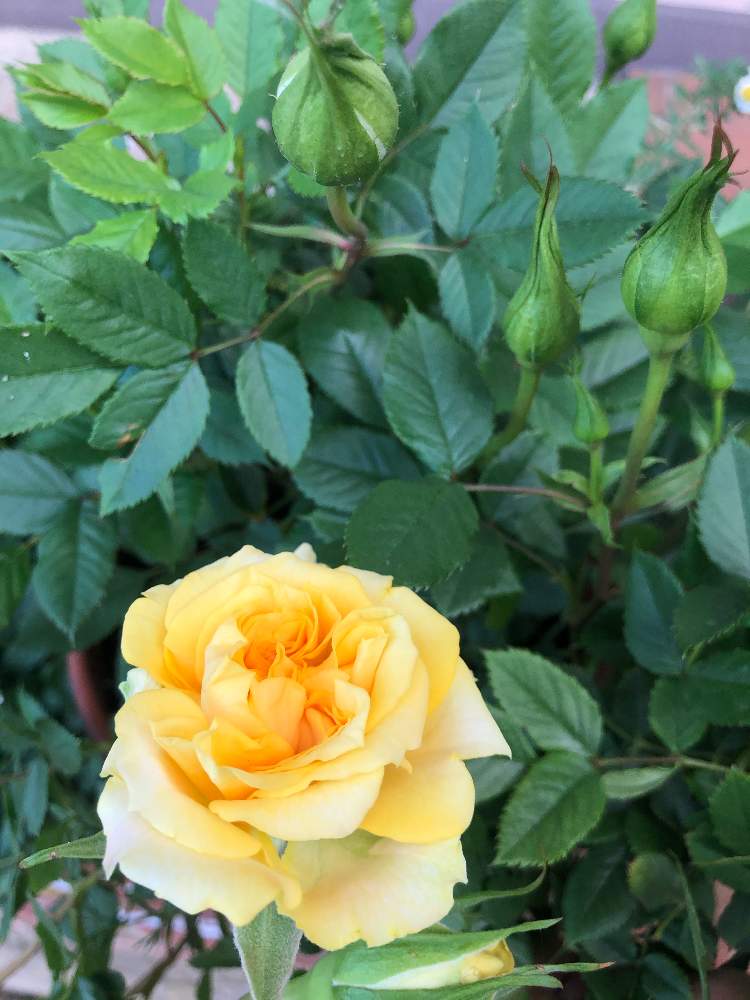 アプローチの画像 by モカママさん | アプローチとミニバラとGS3年生とGS映えとがんばる植物とおうち園芸と『おうち園芸』フォトコンテストとGSに感謝。と黄色の花とガーデニングと花のある暮らしと咲いた！と可愛い♡