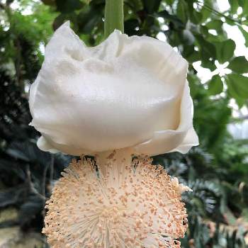 バオバブの花の投稿画像一覧 Greensnap グリーンスナップ