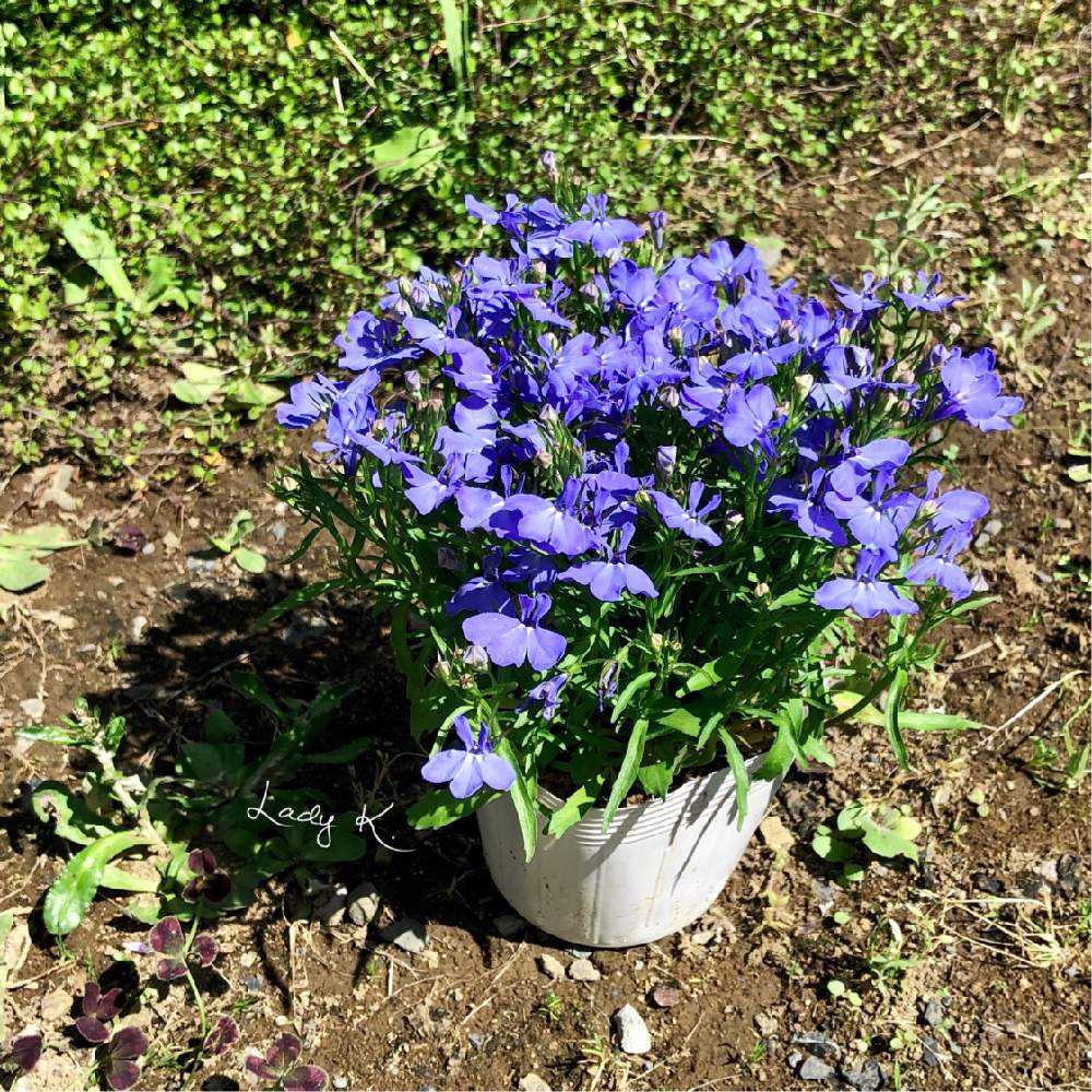 暑くなる季節に爽やかな青の寄せ植え｜🍀GreenSnap（グリーンスナップ）