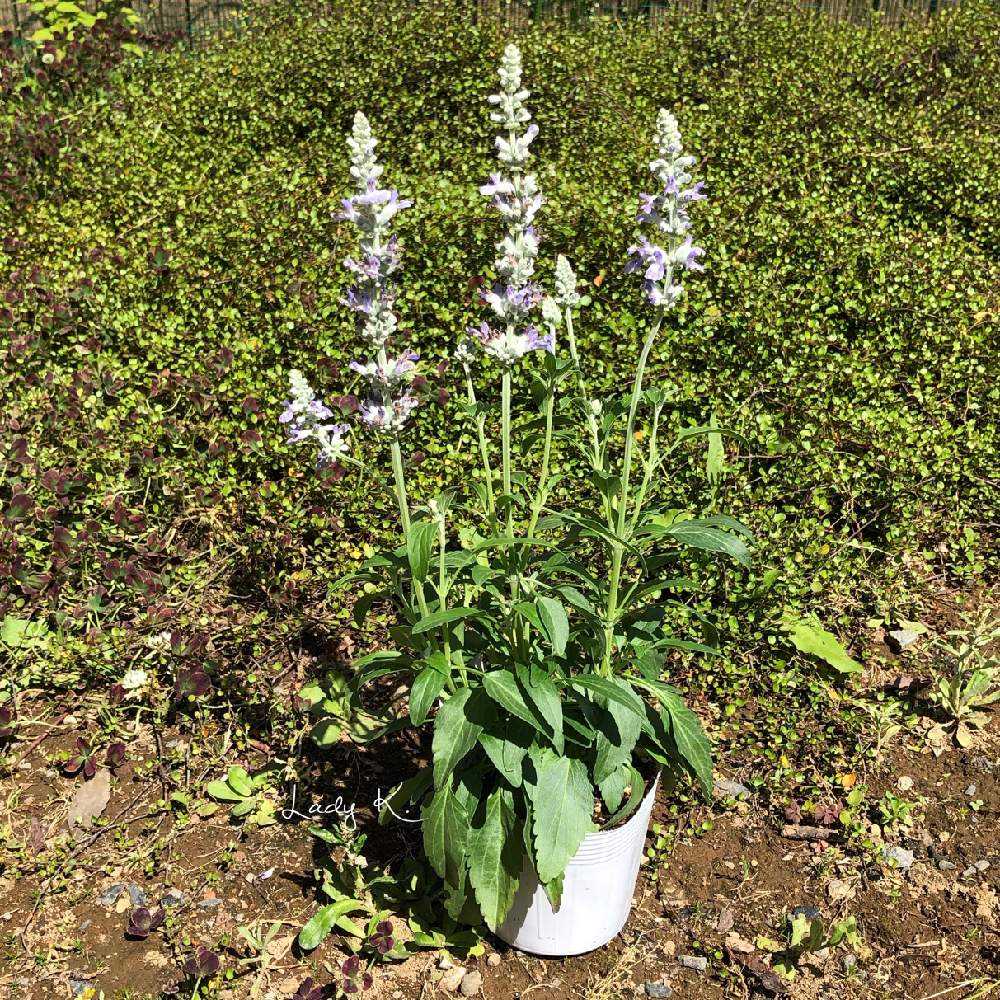 暑くなる季節に爽やかな青の寄せ植え｜🍀GreenSnap（グリーンスナップ）