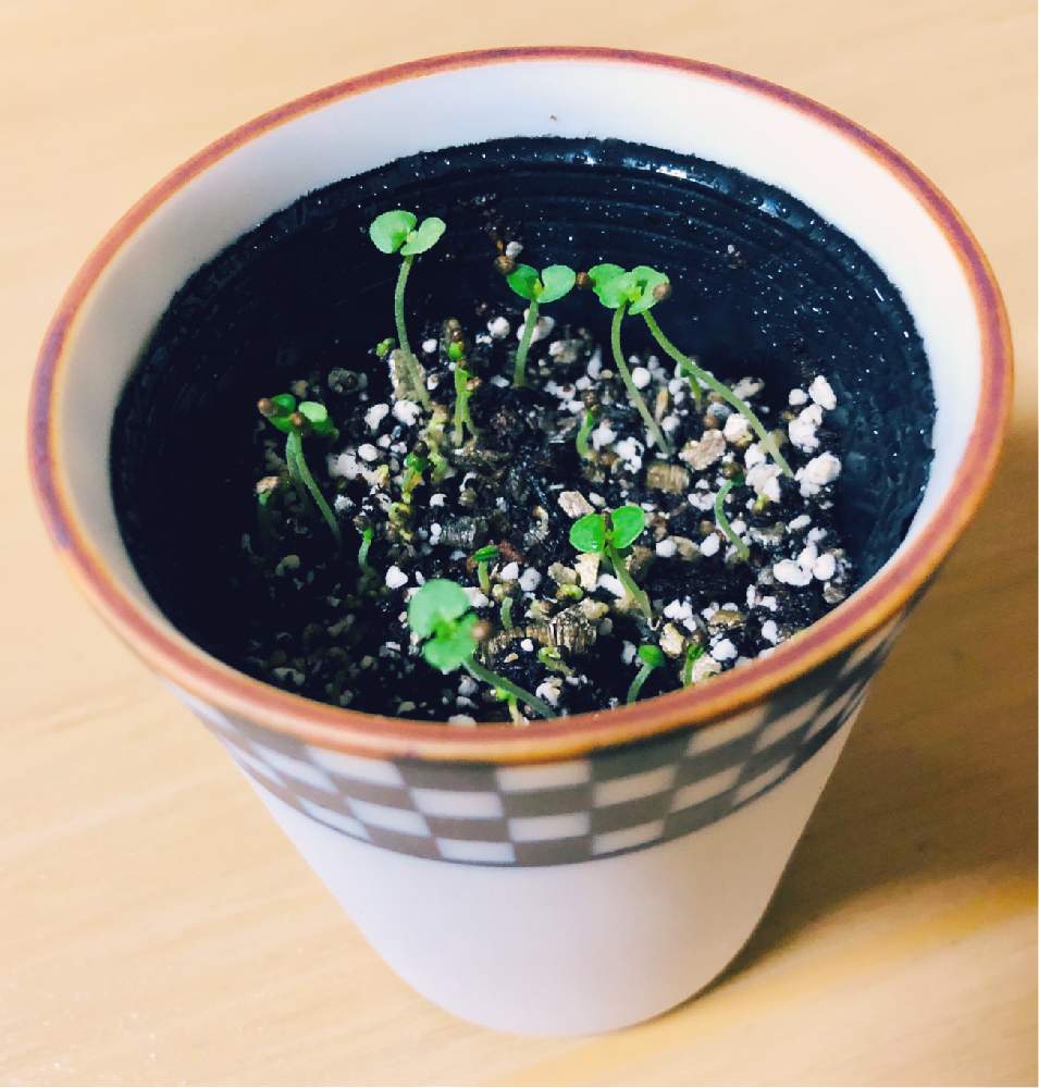 おうち園芸の投稿画像 By 謬さん 栽培キットしそとしその芽とおうちde菜園 月5月14日 Greensnap グリーンスナップ おうち園芸の投稿画像 By 謬さん 栽培キットしそとしその芽とおうちde菜園 月5月14日 Greensnap グリーンスナップ