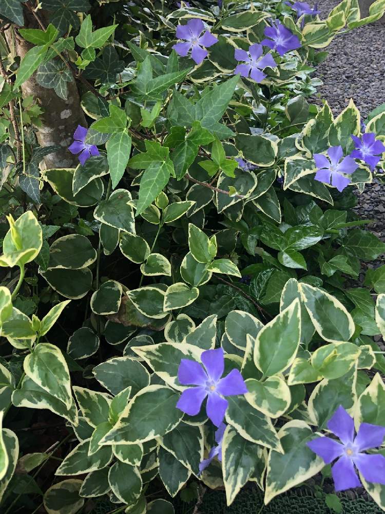 ツルニチニチソウの投稿画像 By ひろりんさん アイビー ヘデラ と涼し気な色と斑入りの葉もステキと青紫色の花と素敵 と元気もらえますときれい と美しい といやされる と今日のお花と何時も元気モリモリ 月5月14日 Greensnap グリーンスナップ