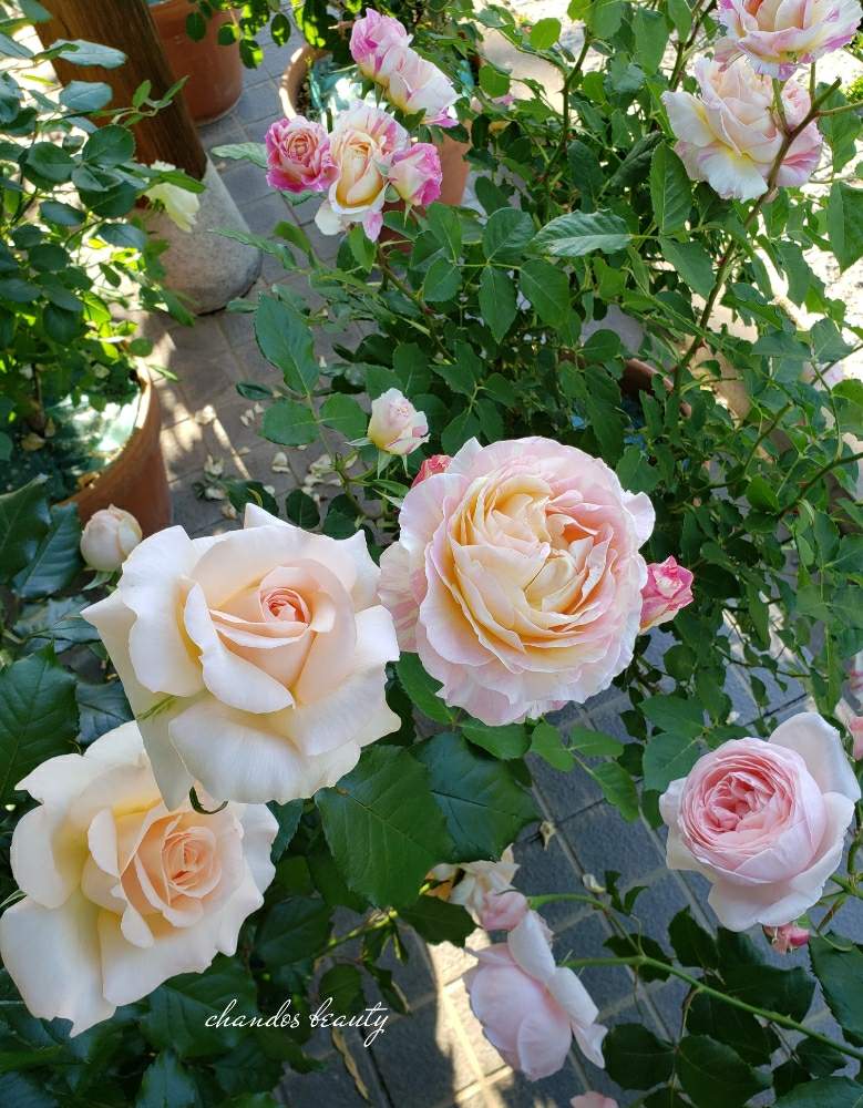 ナエマの投稿画像 By Hanamizukiさん バラ クロードモネとキャンドスビューティーとばら バラ 薔薇と鉢植えとデルバールと花のある暮らしと薔薇 と薔薇あどとハークネスローズ 月5月14日 Greensnap グリーンスナップ