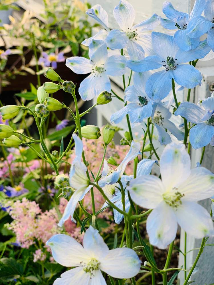 デルフィニウムの投稿画像 By なつきackermann さん グリーンのある暮らしと素敵な庭 にしたい と青い花と季節の花とおうち園芸と おうち園芸 フォトコンテストと我が家の花壇とイングリッシュガーデンと綺麗ときれいな色と綺麗な色 と花のある暮らしと優しい色と