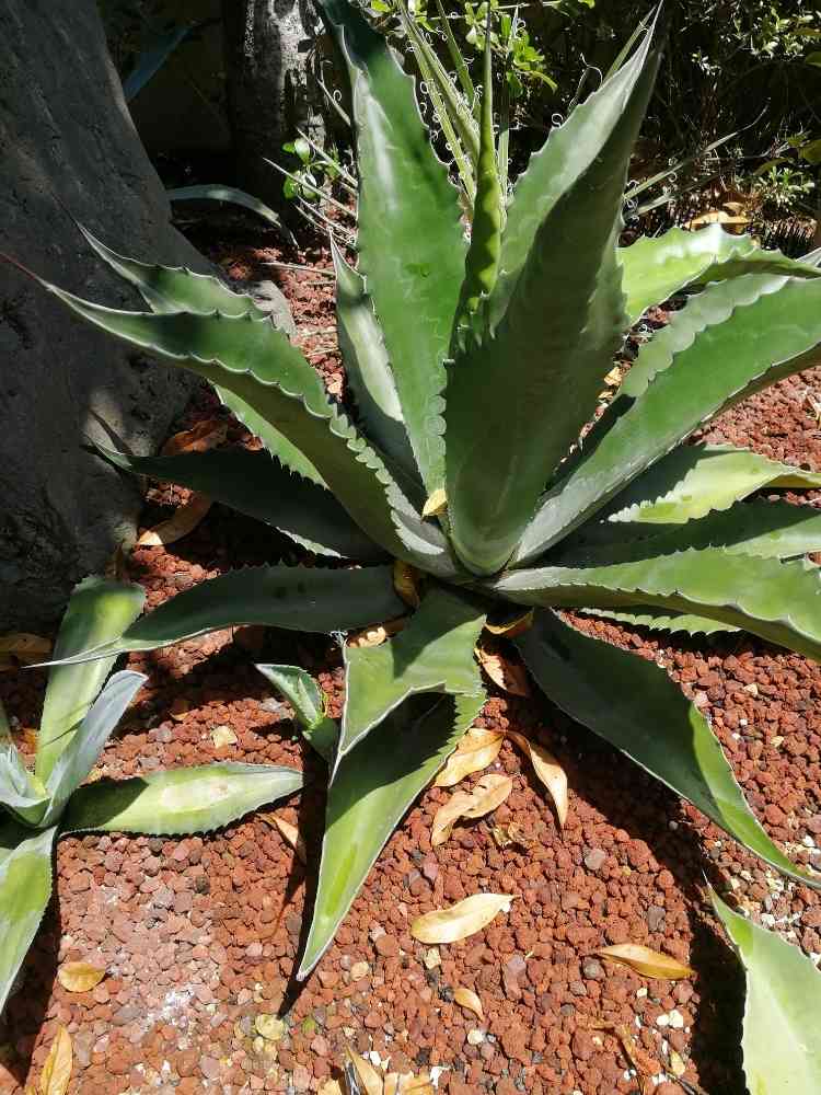 フェロックス・ローガンカルホーンの一覧｜🍀GreenSnap（グリーン