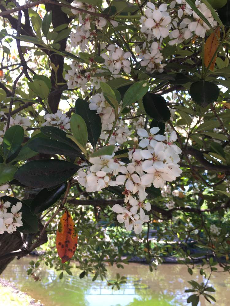 ゆめほさんの投稿画像 月5月14日 Greensnap グリーンスナップ