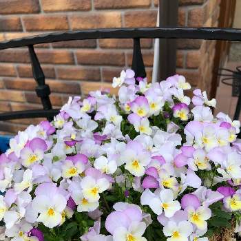 ビオラ ピンクレモンリップの投稿画像一覧 Greensnap グリーンスナップ