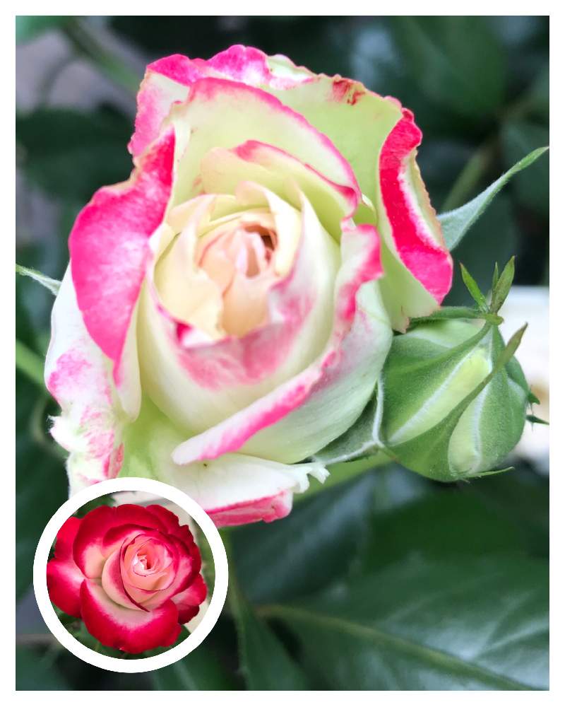 ジュビレ デュ プリンス ドゥ モナコの投稿画像 By 地蔵さん 日陰でバラとおうち園芸と一番花と花のある暮らしとバラ ミニバラ 月5月14日 Greensnap グリーンスナップ