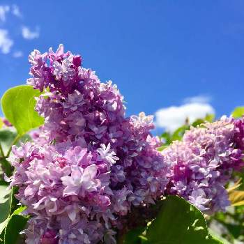 ライラックの花の画像 by noripさん | 広い庭とアメリカ コロラドとデンバーと花のある暮らしとライラックの花といい匂い♥