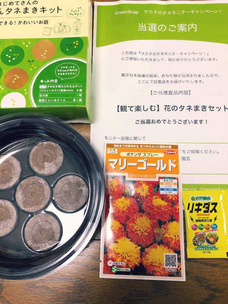 麦わらの マリーゴールドが咲くまで Greensnap グリーンスナップ