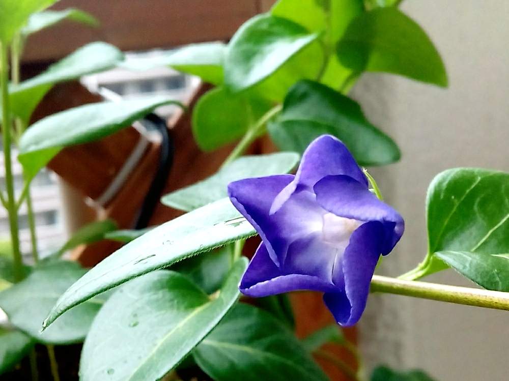 ツルニチニチソウの投稿画像 By Kasei Jinさん 覆輪蔓と小さな庭 月5月14日 Greensnap グリーンスナップ Greensnap グリーンスナップ